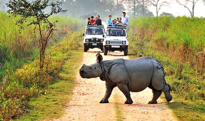 Wildlife safari adventure